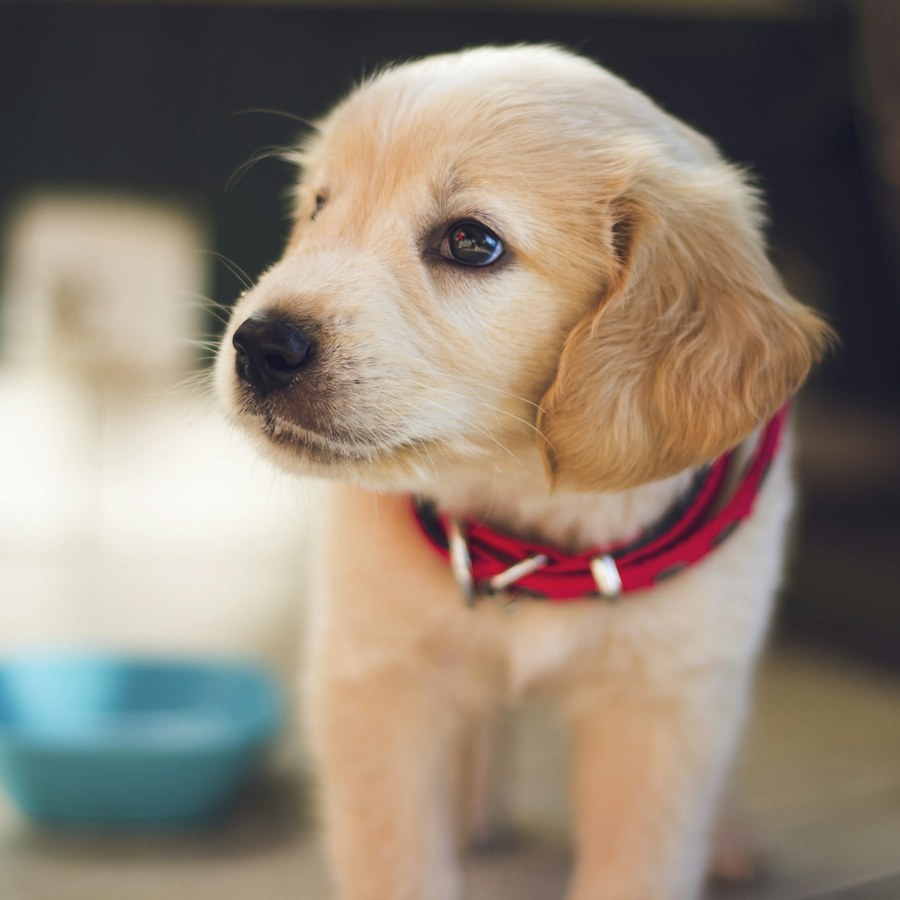 Pet Supplies